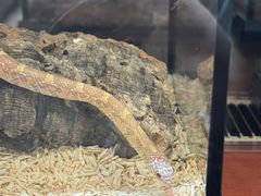 -帕帕拉兹宠物(亚洲旗舰店)