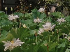 -上海醉白池公园