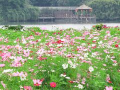-海珠湖公园