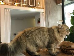 -松果猫咖(桐乡吾悦金街店)
