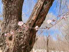 -大兴滨河森林公园