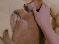 -逗柴咖啡屋·狗咖猫咖宠物桌游