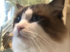-喵喵咪呀布偶猫咖(春熙路店)