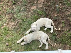 -西霞口神雕山野生动物世界