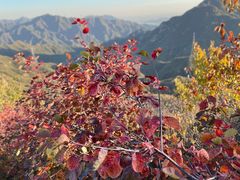 -大岭沟猕猴桃谷风景区