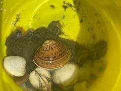 -启东黄金海滩景区