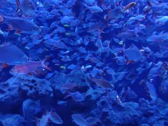 -成都浩海立方海洋公园