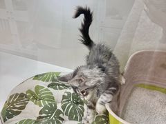 -青奢宠物·青奢猫舍