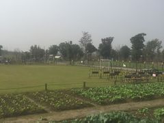 -田园东方蜜桃村的田野营地