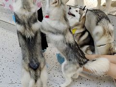 -Husky Go!哈士奇体验馆·宠物咖啡厅狗咖