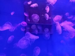 -大连圣亚海洋世界