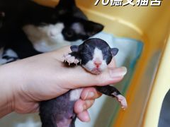 -70cat德文卷毛猫·缅因猫纯种猫舍