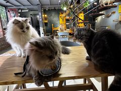 -豆逗聊愈猫阁Easy Life