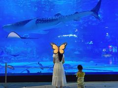 -烟台海昌鲸鲨海洋公园