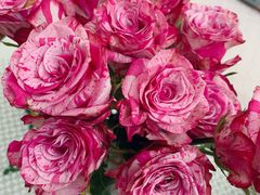 -溪岸路花鸟市场