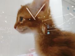 -1013 PET SHOP精品宠物商店(丁香店)