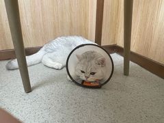 -宠颐生宠物医院·心肾内科·猫专科诊疗中心宠巢店