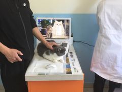 -瑞派福兴宠物医院犬猫全科·骨科·中西医结合(河东店)