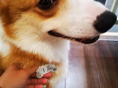 -柯斗斗主题餐厅·狗咖·围炉煮茶·茶饮(国瑞升平里店)