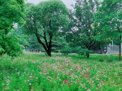 -莲花池公园