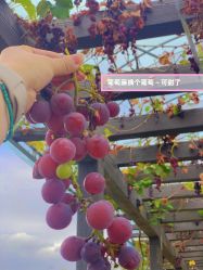 -太湖雪蚕桑文化园