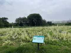 -坪山湿地公园