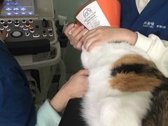 -乐派堂宠物医院·猫友好· 心脏科(东街店)
