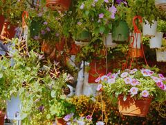 -桂林市花鸟市场