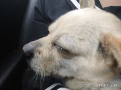 -圣宠动物医院·犬猫专科·影像中心·外科中心
