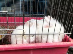 -青石桥花鸟鱼虫市场(叠翠城店)