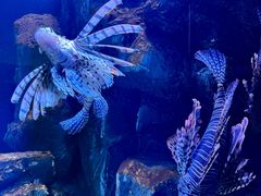 -海合安武汉极地海洋公园