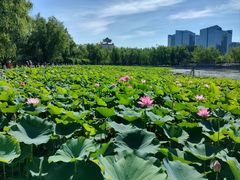 -莲花池公园