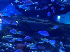 -海合安武汉极地海洋公园