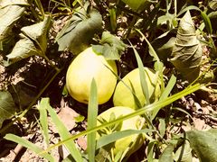 -呼吸森林·生态农庄农家乐私房菜