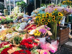 -曲阳花鸟市场(曲阳路店)