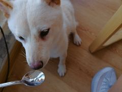 -柴犬小屋·柴餐厅·狗咖食堂(金鼎广场店)