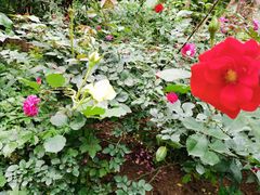 -人民公园(罗湖区)