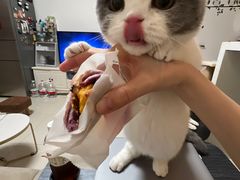 -lincat·猫舍(广州店)