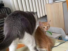 -纳吉亚猫专科动物诊疗中心(蒋宅口分院)