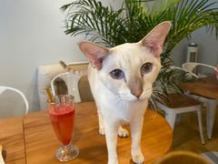 -Cappucimeow猫咪咖啡馆(韦伯时代店)