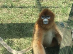 -西安秦岭野生动物园