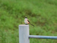 -洋湖国家湿地公园