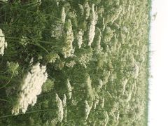 iphone_upload_pic-泗洪洪泽湖湿地景区
