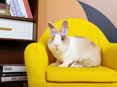 -超宠爱宠物摄影-Super pet