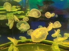 -南昌融创海世界