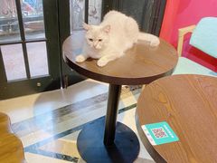 -猫色咖啡·猫咖