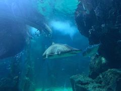 -暹罗海洋世界