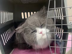 -北京观赏动物医院·24小时大型综合·猫专科·异宠专科