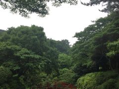 -汉拿树木园