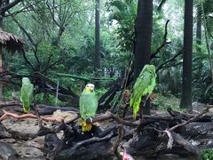 -广州长隆飞鸟乐园